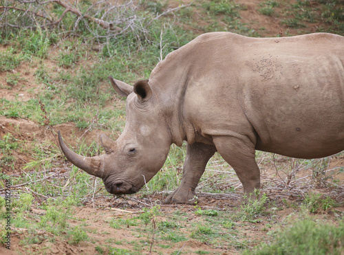 baby rhino in Kruger National Park.