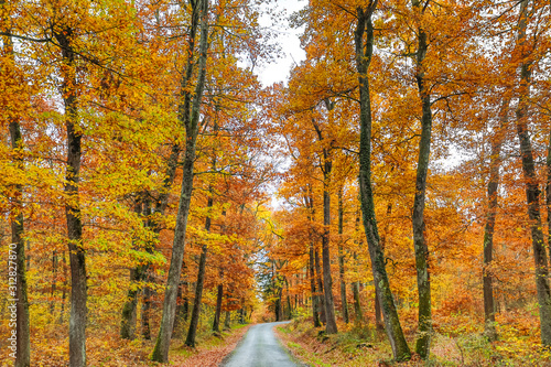 Fototapeta Naklejka Na Ścianę i Meble -  Autumn and forest