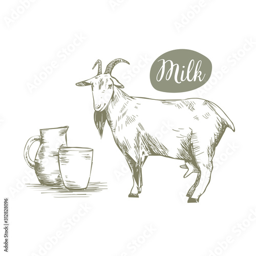 Animal goat on a white background. Hand drawing. Goat's milk in a mug. Goat on an isolated background. Can be used for cosmetics, food, cheese, cottage cheese, milk. Vector illustration. Sketch.