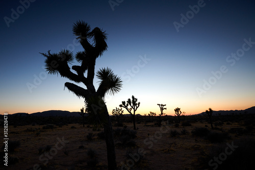 Joshua trees  Yucca brevifolia  stands in silhouette against a sunset colored sky