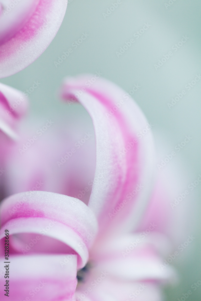Abstract photo of hyacinth flower. Beatutiful macro shot of pink petals. Spring blossom photo.