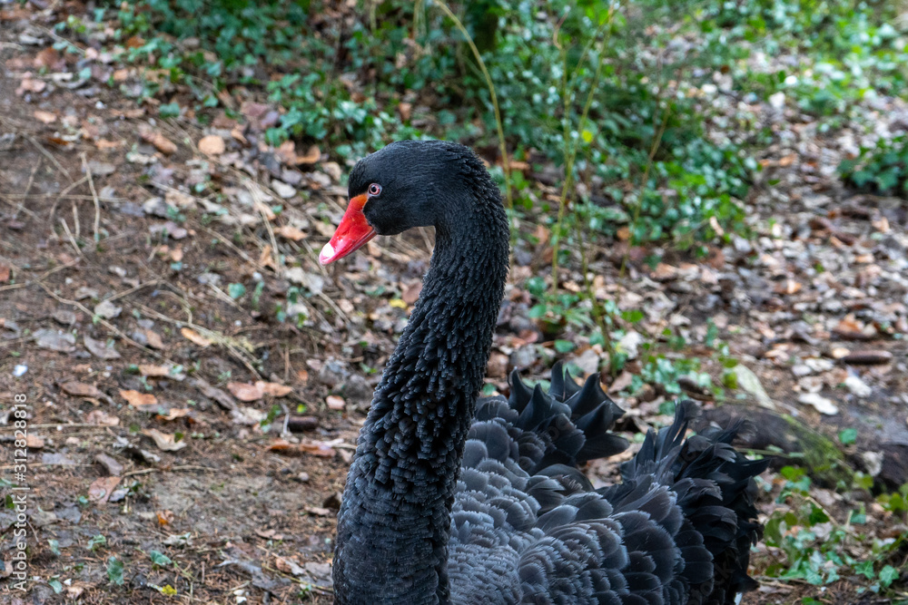 Fototapeta black swan