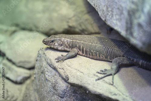 giant plated lizard is sunning on a rock
