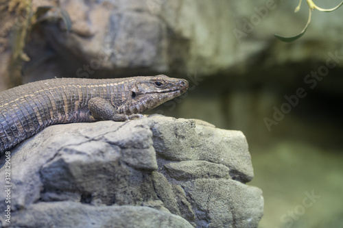 giant plated lizard gets a close up macro shot