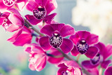 Phalaenopsis orchid macro