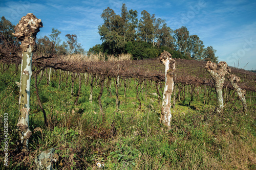 Landscape of leafless grapevines in a vineyard