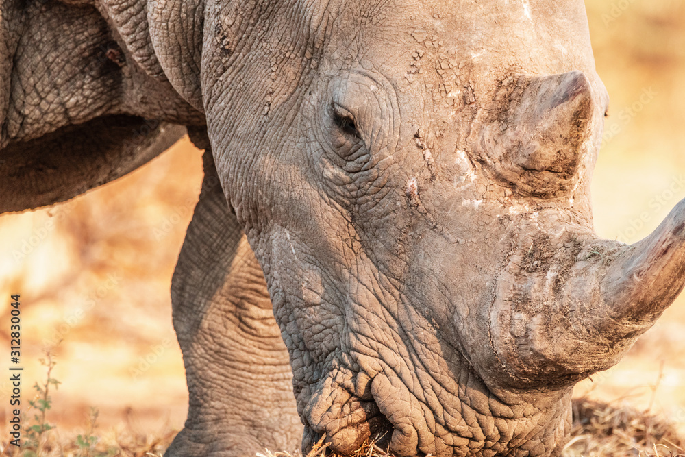 Fototapeta premium The amazing grey rhino living in Africa