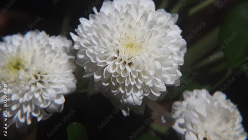 flower ball - dahlia white