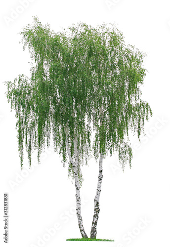 Fotografie, Obraz birch tree (Betula pendula) isolated on a white background