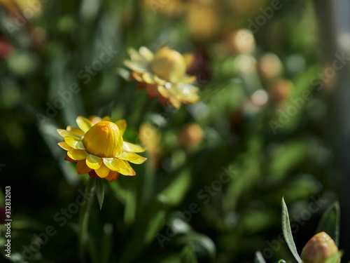 yellow flower on green background