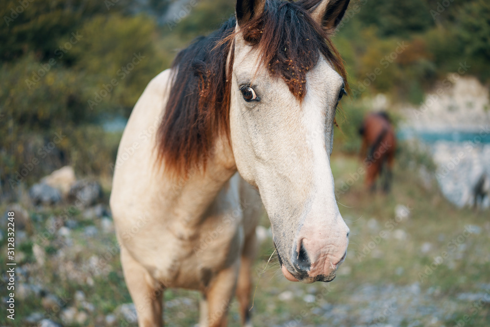 portrait of horse portrait of horse