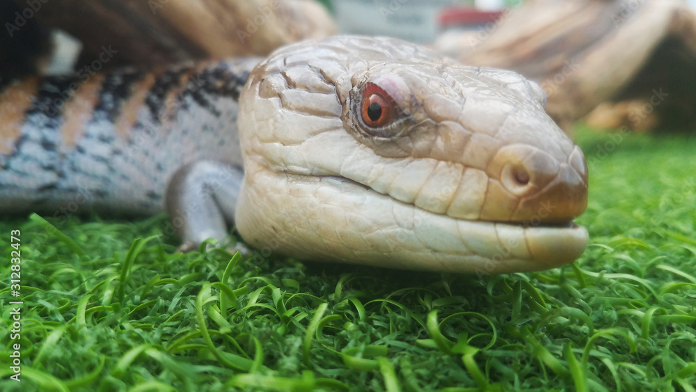Fototapeta premium Close up image of a blue tongue lizard or Skink (Scincidae)