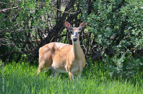 White Tailed Deer foraging in summer meadow.  