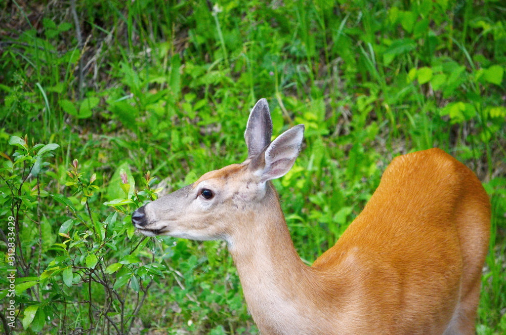 White Tailed Deer foraging in summer meadow. White Tailed Deer foraging in summer meadow.