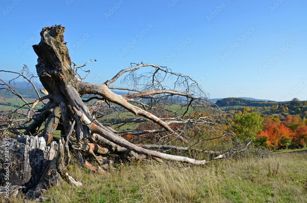 abgestorbener Baum auf einer Wiese