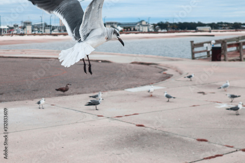 Seagulls flying over bay photo