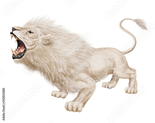 lion blanc  fauve  bouche ouvert  menassent  beau  animal  crini  re  savon  zoo  cirque  mordre  dangers  Afrique  dent  majestueuse  illustration 