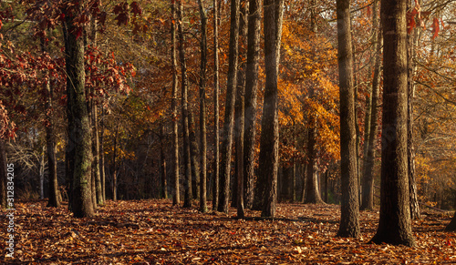 Trees with brown foliage and ground covered with leaves illustrating fall season concept