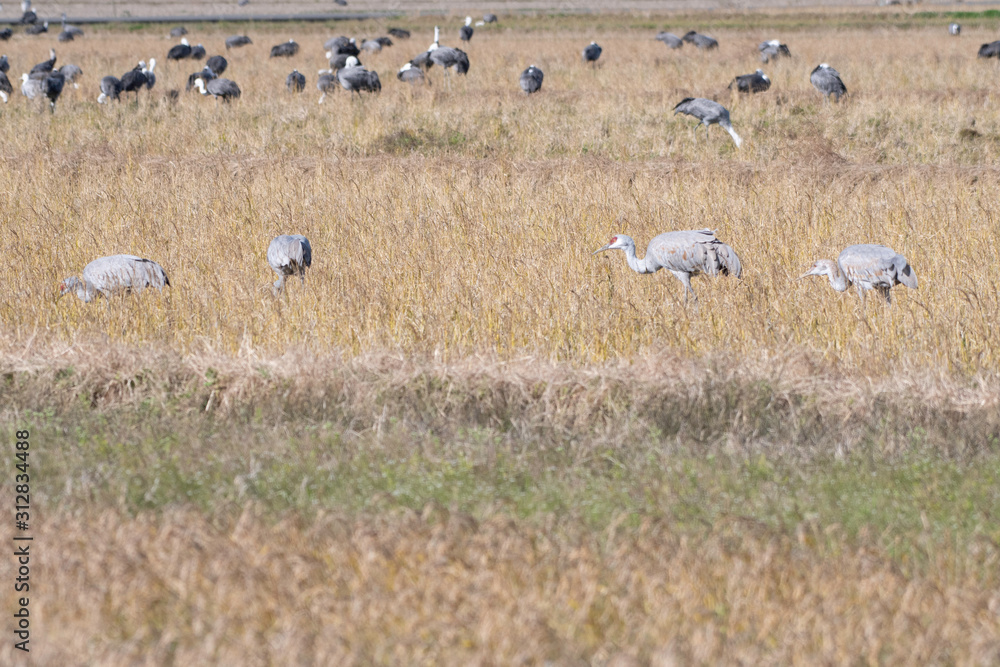 Fototapeta premium Family of sandhill cranes in Izumi city, Kagoshima prefecture, Japan
