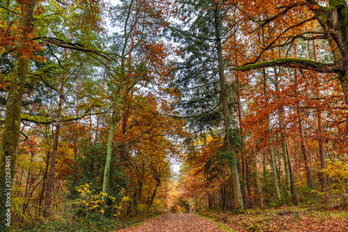 Fototapeta Naklejka Na Ścianę i Meble -  Autumn and forest