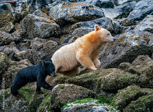 Family Barnacle Hunting - A Spirit Bear mother and her black bear cub climb in the rocks along the shore in search of Barnacles. Great Bear Rainforest, British Columbia, Canada. photo