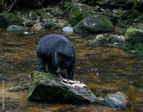 Salmon on the Rocks - A young black bear consumes a freshly caught salmon on a rock in the rain. Reordan Creek, Great Bear Rainforest, British Columbia, Canada. photo