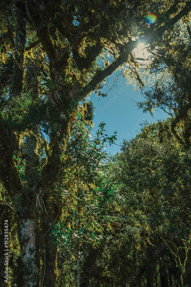 Fototapeta premium Branches with lichen and epiphytes in a forest