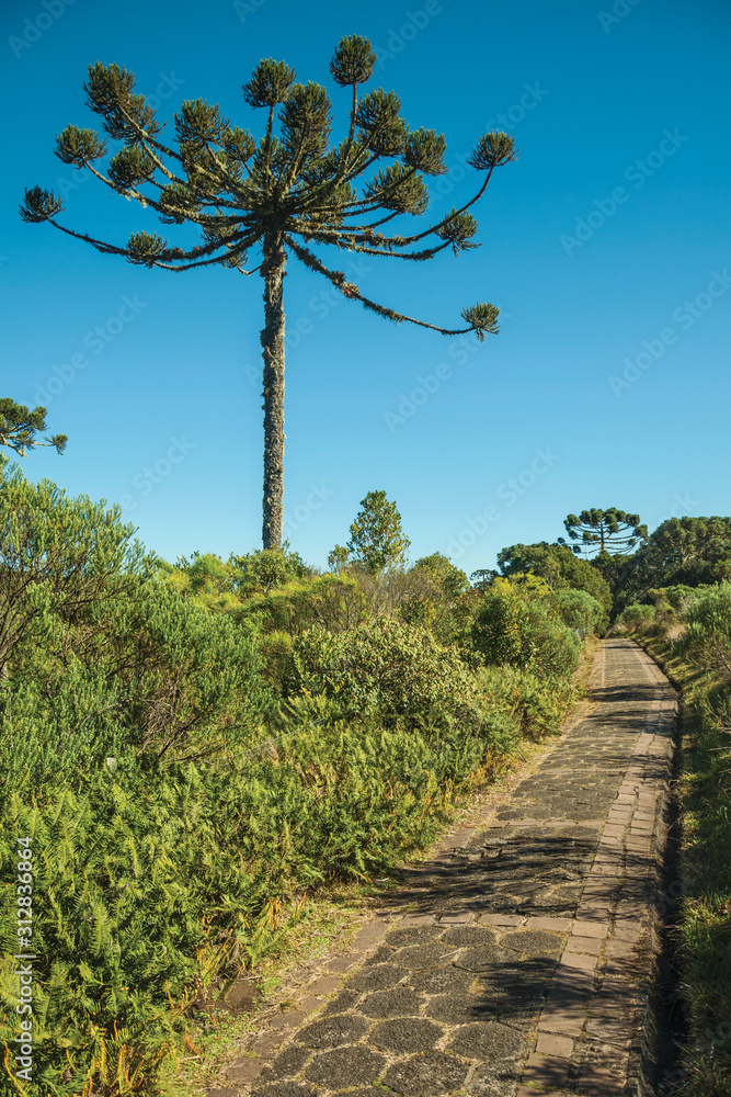 Pathway in the Aparados da Serra National Park Pathway in the Aparados da Serra National Park