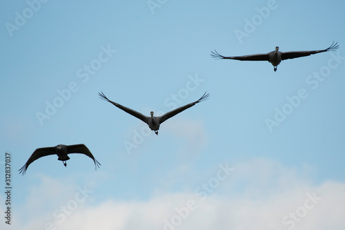 Family of hooded cranes flying in Izumi city, Kagoshima prefecture, Japan