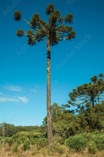 Landscape of pine treetops amid lush forest