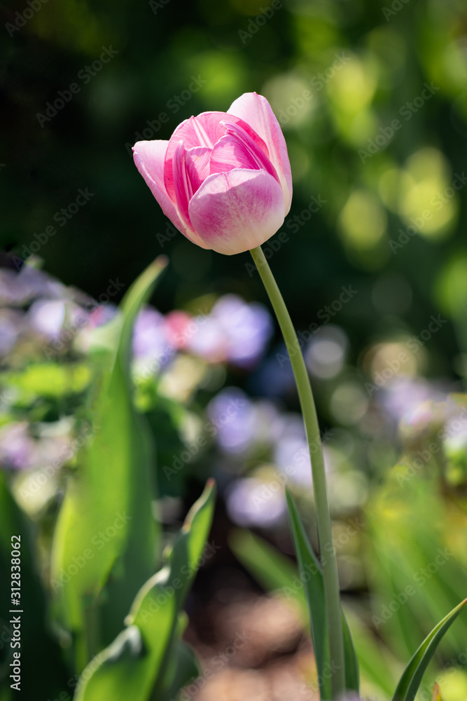 Single Stem Pink and White Tulip with Dark Green Background Single Stem Pink and White Tulip with Dark Green Background