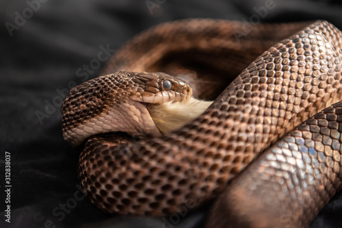 Pet serpent feeding time, snake with its jaws around and swallowing a white rat indoor selective focus shallow depth of field, black backdrop 