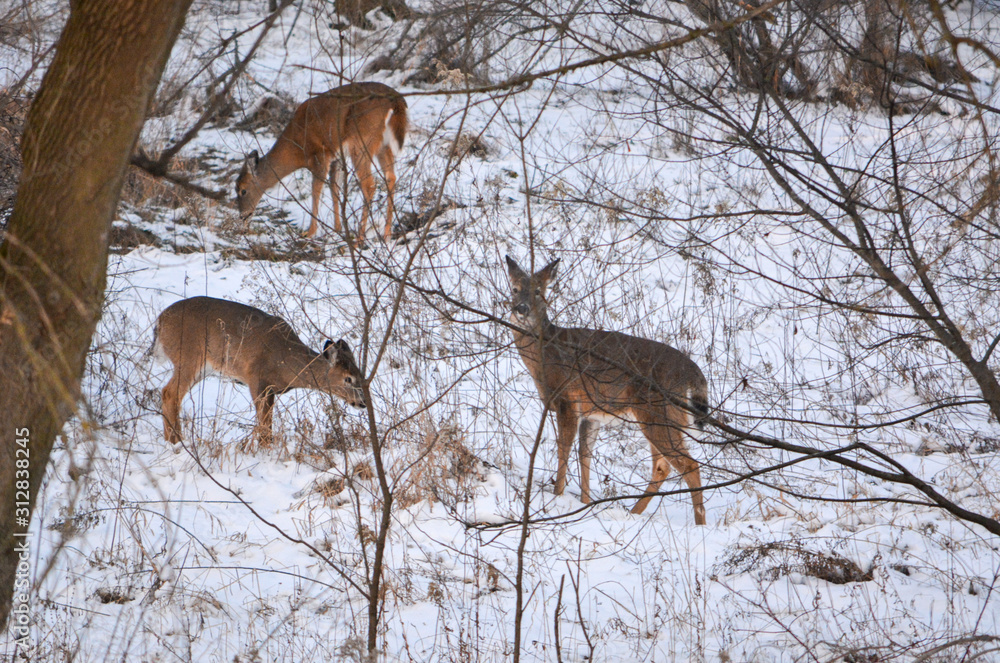 New Years day, 2020, Feast