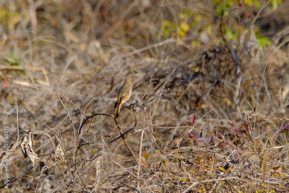 black faced bunting black faced bunting