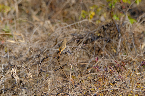 black faced bunting