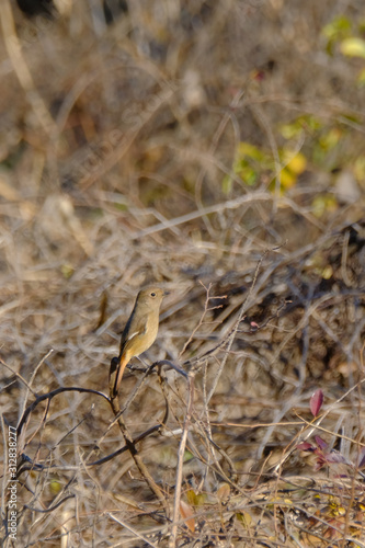 black faced bunting