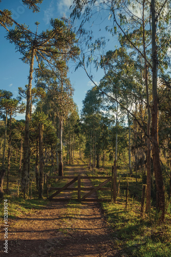 Trees covered by lichen and wooden farm gate