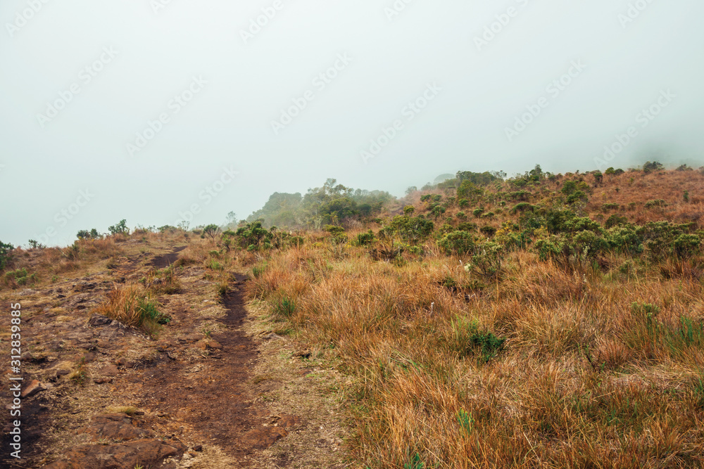 Edge of cliff covered by dry bushes and mist