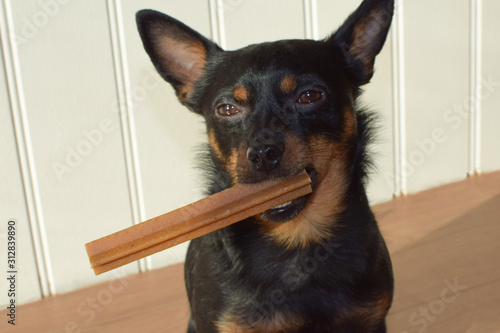 Small black dog with a useful dentastix treat. The dog holds a delicious treat in his teeth.
