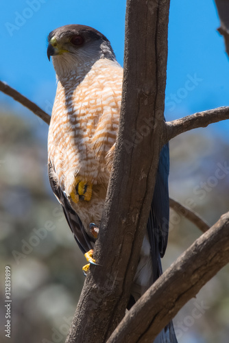 Cooper hawk perched