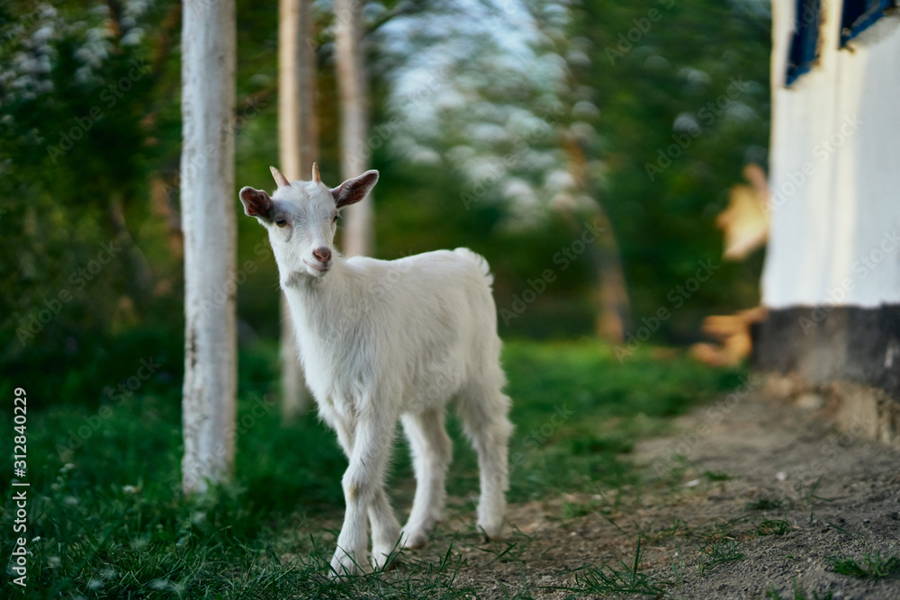 goat on pasture goat on pasture