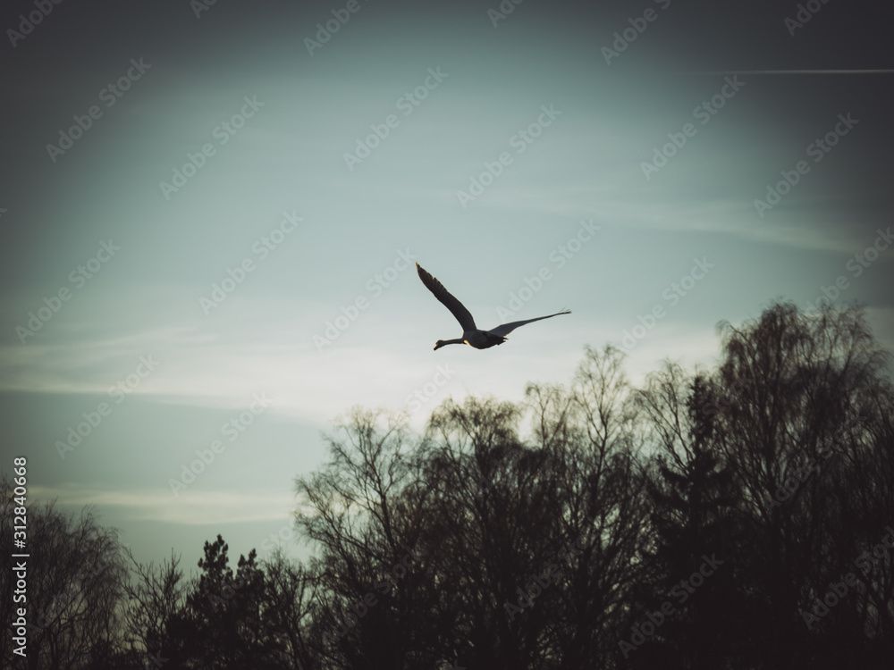 Image of swan flying in the air Image of swan flying in the air