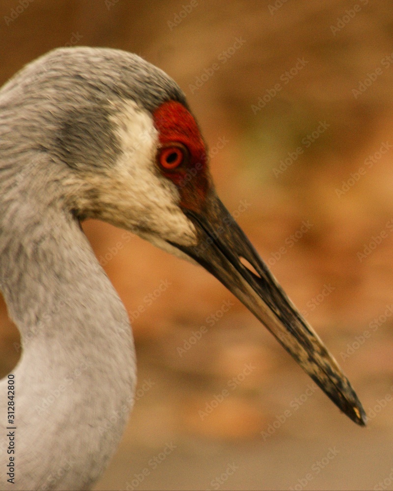 portrait of a sandhill crane