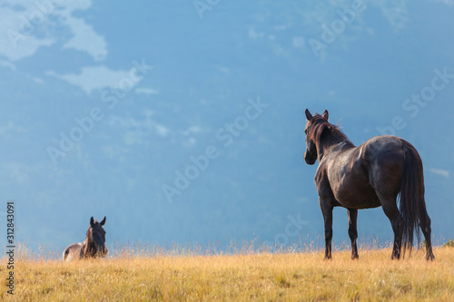Free wild horses roaming on mountain pastures in the summer, in the Transylvanian Alps © Calin Tatu
