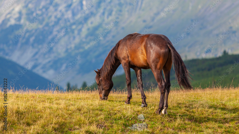 Wild horse roaming free on an alpine pasture in the summer Wild horse roaming free on an alpine pasture in the summer