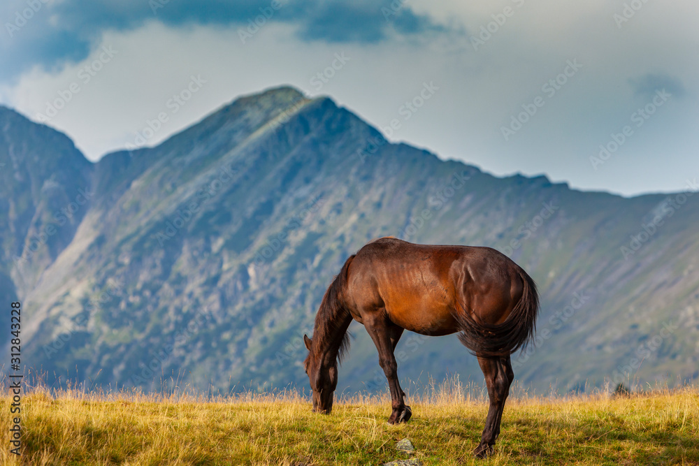 Wild horse roaming free on an alpine pasture in the summer Wild horse roaming free on an alpine pasture in the summer