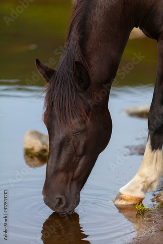 Free wild horses roaming on mountain pastures in the summer  in the Transylvanian Alps