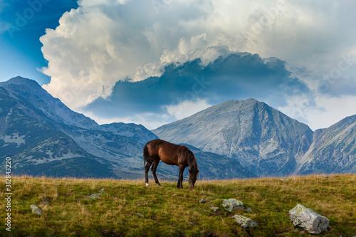 Wild horse roaming free on an alpine pasture in the summer