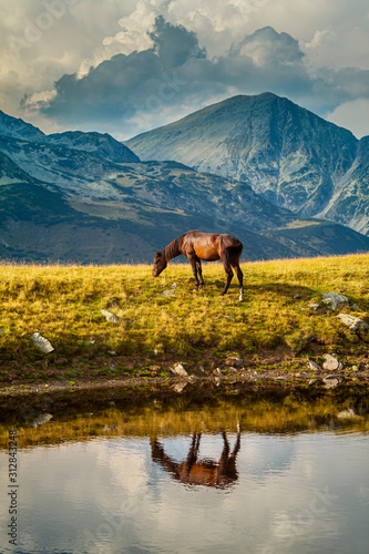 Wild horse roaming free on an alpine pasture in the summer