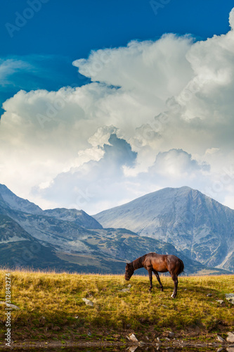 Free wild horses roaming on mountain pastures in the summer, in the Transylvanian Alps